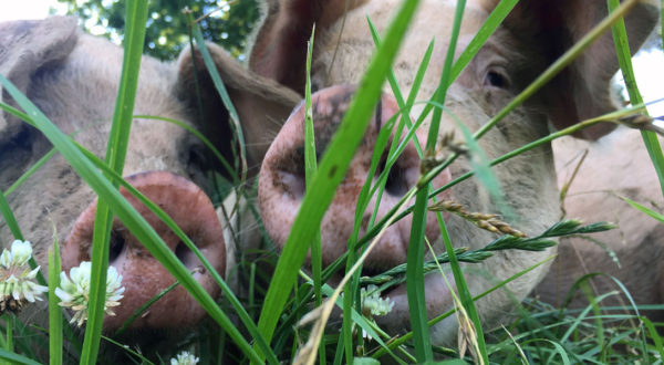 Pastured Pigs | Drager Farms, Marietta PA