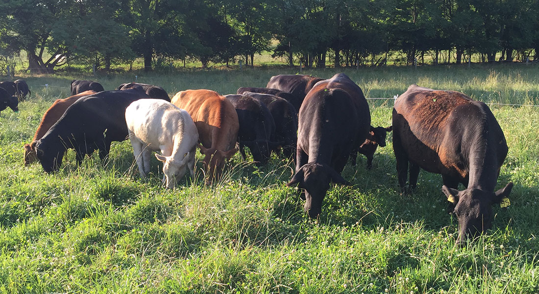 Grassfed Beef | Drager Farms, Marietta PA