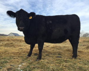 Monumental Cow | Drager Farms, Marietta PA